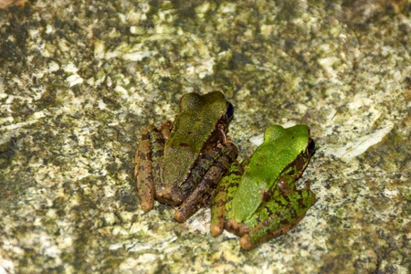 frog on the rock.