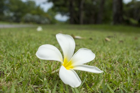 Frangipani flowers on the ground.の写真素材