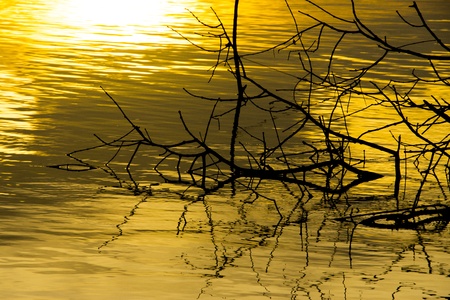 Tree silhouettes and sunset on the lake.の写真素材