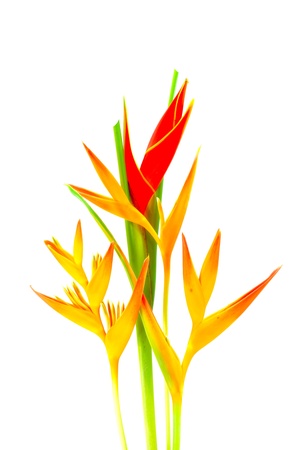 Beautiful Heliconia flower blooming on isolate white background.の写真素材