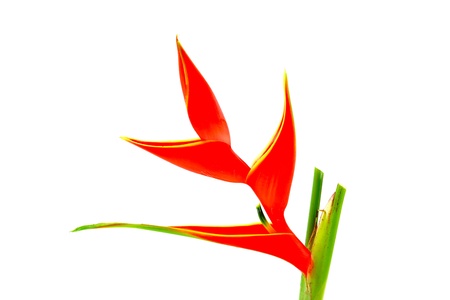 Beautiful Heliconia  H stricta Huber "Fire Bird"  blooming on isolate white background.の写真素材
