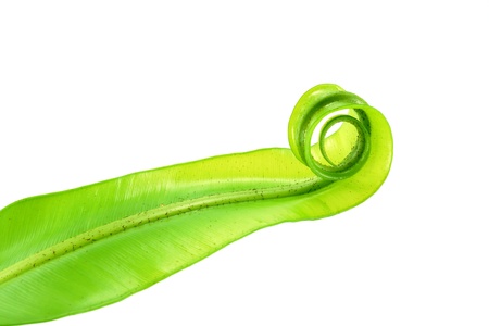 Soft leaves of the Bird's nest fern (Asplenium nidus) on white background.の写真素材