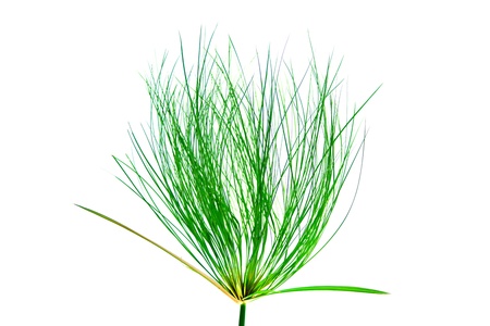 Egyptian papyrus. (Cyperus papyrus L.)の写真素材