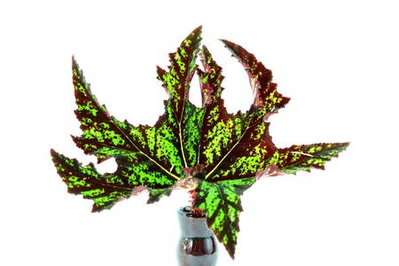 The leaves of the plant, Scientific name: Begonia cv. Bow-nigra.の写真素材