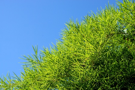 Bamboo tree with leave on sky backgroundの写真素材