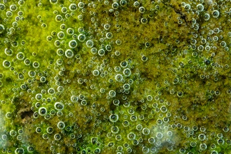 Green slime from algae.の写真素材