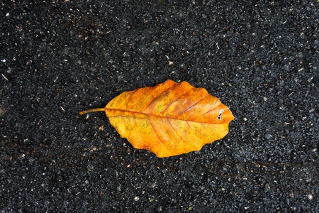 Leaves on the ground.の写真素材