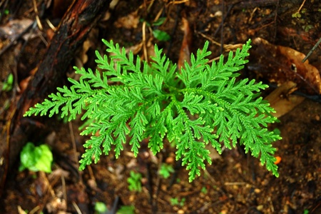 Green leaf of fern in the forest.の写真素材