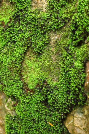 Bright green moss macro shot on the rock in the waterfall.の写真素材