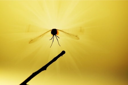 Dragonfly on the beach.の写真素材