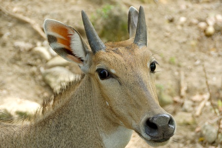 Fea's Muntjak Deer.(Muntiacus feae)の写真素材