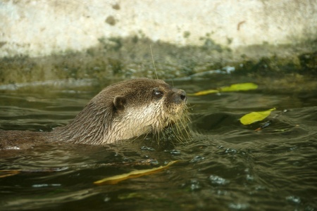 Smooth-Coated Otter swimming. (Lutragole Perspicillata) An oriental small-clawed otter / Aonyx...