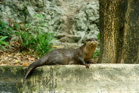 Smooth-Coated Otter (Lutragole Perspicillata). An oriental small-clawed otter / Aonyx cinerea / Asian small-clawed otterの写真素材