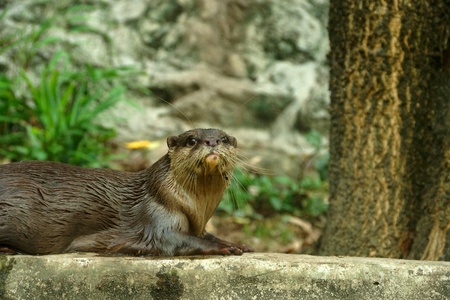 Smooth-Coated Otter (Lutragole Perspicillata). An oriental small-clawed otter / Aonyx cinerea / Asian small-clawed otterの写真素材