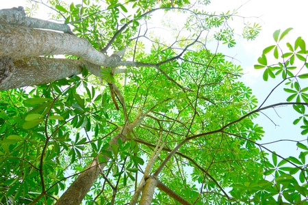 Green leaves on the tree with blue sky 