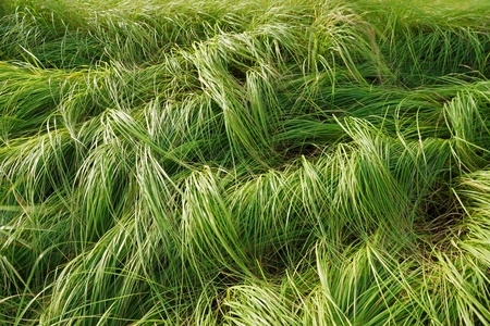 Grass for grazing cattle.の写真素材