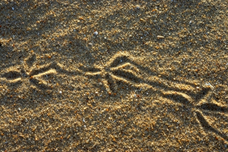 Pigeon footprints on the sand.