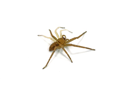 Spiders are molting 