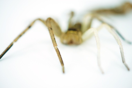 Spiders are molting の写真素材