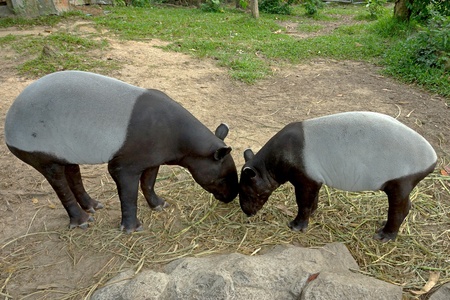 malayan tapir (tapirus indicus) Thailand.の写真素材