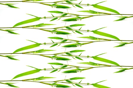 Green bamboo leaves