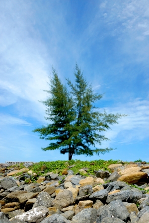 Pine on the rocks with blue sky background.の写真素材