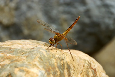 close up a dragonfly on the rock.の写真素材