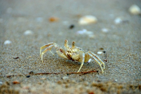 Crabs on the beach.