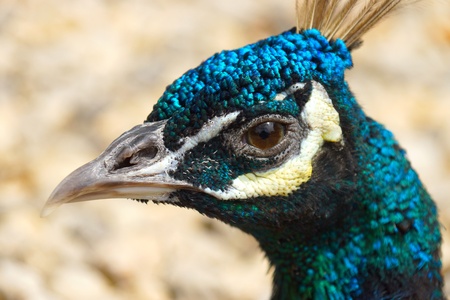 Female blue Peacock Head Detailの写真素材