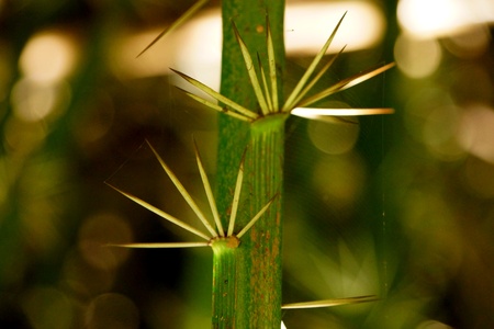 Thorn of tree in the forest.