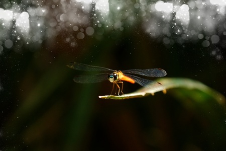 close up a dragonfly on the leave.の写真素材
