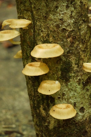 Mushrooms on a tree at Peninsular Botanical Garden.の写真素材