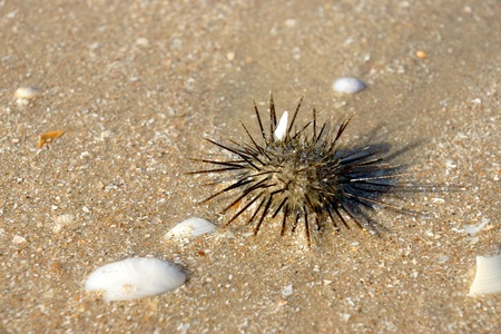 sea urchin の写真素材