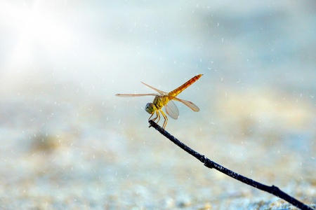 close up a dragonfly on the sand.の写真素材