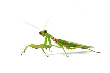 Female  Asia Mantis (Hierodula patellifera) on white background.の写真素材