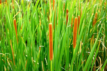 Flower of Thai papyrus (Typha angustifolia)の写真素材