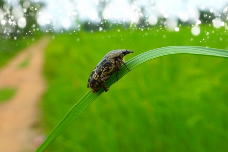 Insect on the leaf.の写真素材