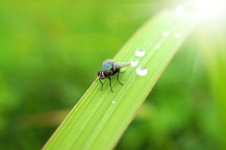 Insect on the leaf.の写真素材