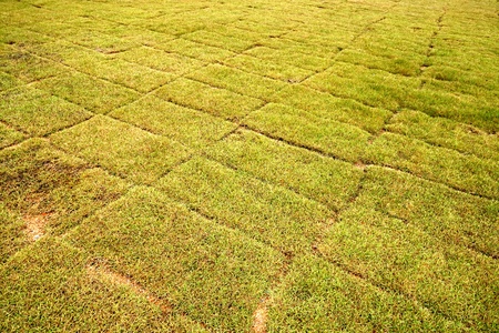 Dry  grass on the football field.の写真素材