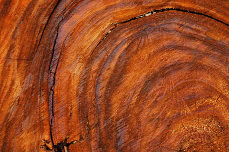 Patterns on the surface of the wood industry.の写真素材
