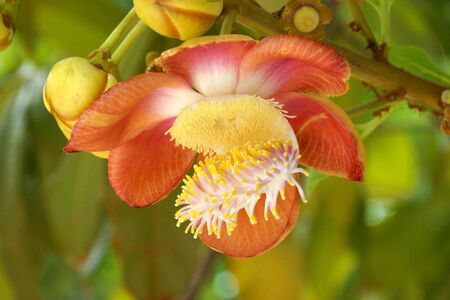 cannonball flower 