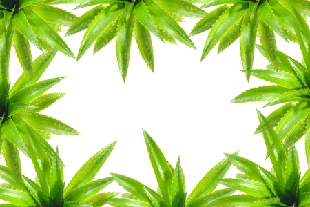 Green leaves on white background.の写真素材