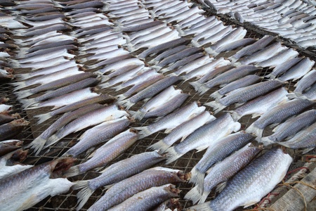 Flathead mullet, Grey mullet, Striped mullet の写真素材