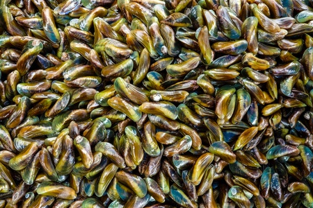 Shells Blood Cockle の写真素材