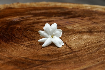 jasmine flower on the wood 