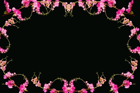 Pink flower on a black background. (Coral Vine, Mexican Creeper, Chain of Love)の写真素材
