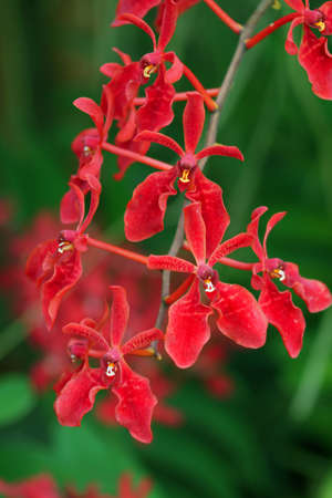 Red orchidの写真素材