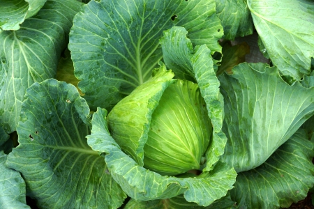 head of cabbageの写真素材