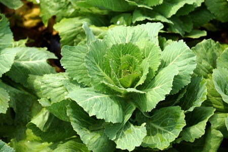ornamental leaved Kale