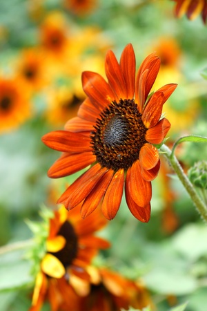 Colorful sunflowers.の写真素材